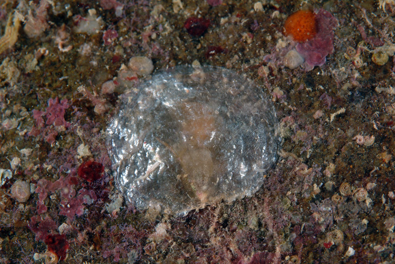 Anomia ephippium